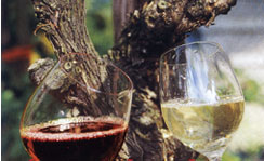 Willkommen bei den Thurgauer Weinfreunden